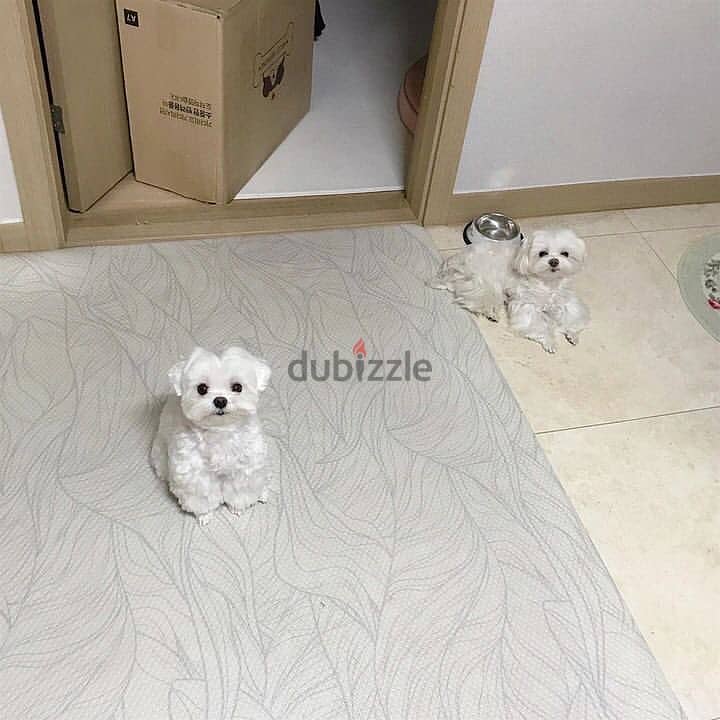 2 Male and Female Maltese Pups For Sale/Adoption 1