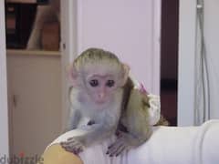 Whatsapp me +96555207281 Capuchin Monkeys for sale