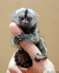Whatsapp me +96555207281 Cutest Marmoset Monkeys for sale