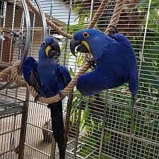 Whatsapp me +96555207281 Hyacinth Macaw parrots for sale 0