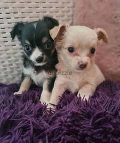 Whatsapp Me (+966 58899 3320) Chihuahua Puppies 0