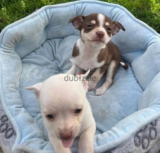 Whatsapp Me (+966 58899 3320) Chihuahua Puppies 1