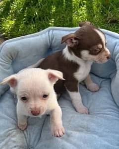 Whatsapp Me (+966 58899 3320) Chihuahua Puppies 0