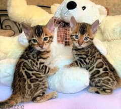 Whatsapp me +96555207281 Bengal kittens for sale