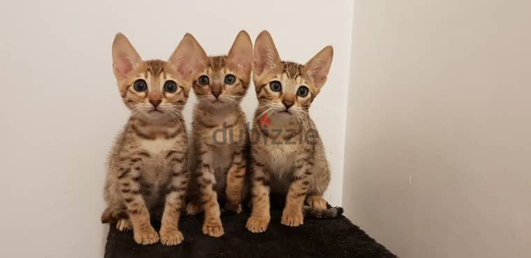 Whatsapp me +96555207281 Savannah kittens for sale 1